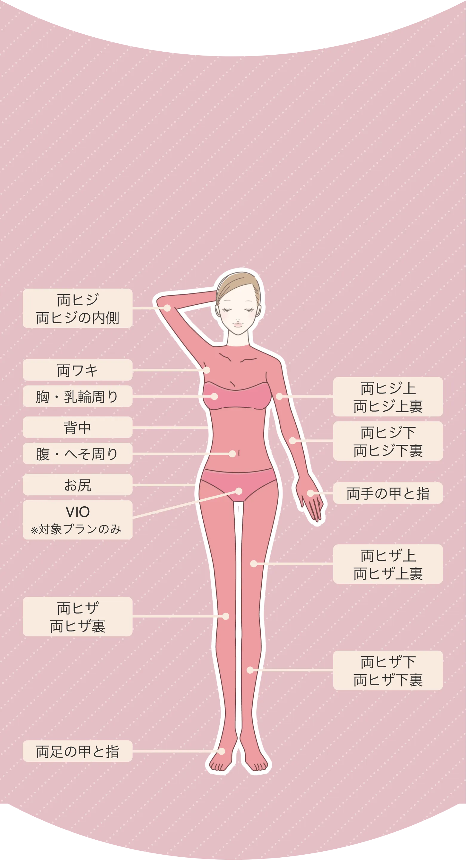 '全身脱毛の照射範囲' image